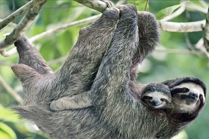 Guided Tour in Manuel Antonio National Park! - Photo 1 of 16